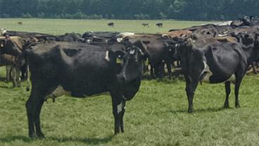 cows in a field