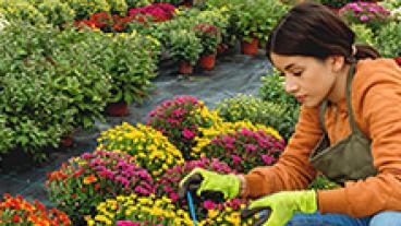 Woman working in flower nursery