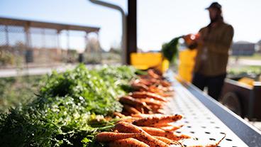 Farm worker washing carrots