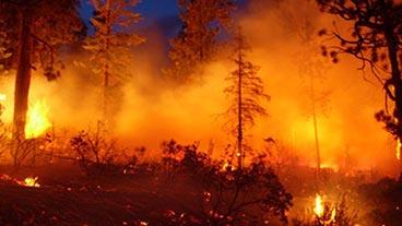 Forest fire.
