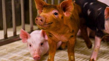Pigs