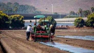 Soil Fumigation
