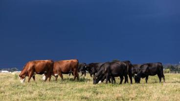 Black and red cows grazing in pasture
