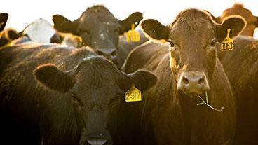 several cows crowded together