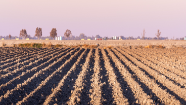 Outdoor scene of furrows in a field converging in the distance