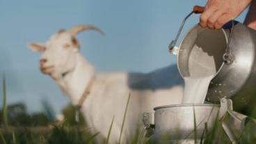 Milk Residues and Withdrawals in Goats