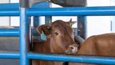 Pain Management in Beef Calves