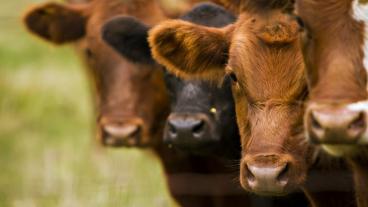 Treatment/Control of Digital Dermatitis in Beef Cattle