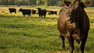 Theileria orientalis in Missouri Cattle