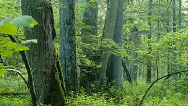 Thick forest