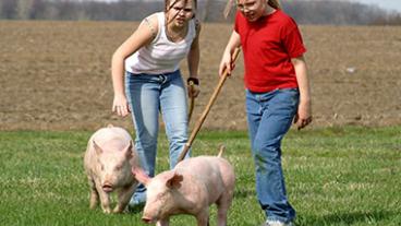 Girls working pigs
