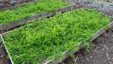 Using cover crops in your home garden