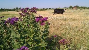 Pasture Weed