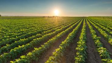 Soybeans
