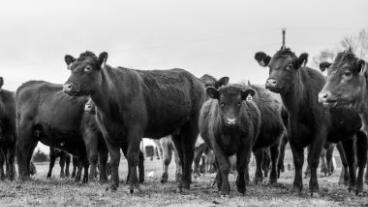 Ag Leasing cows
