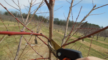 Tree Pruning
