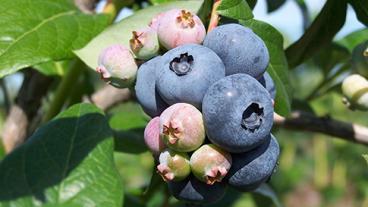 Blueberry