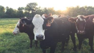 Heifer