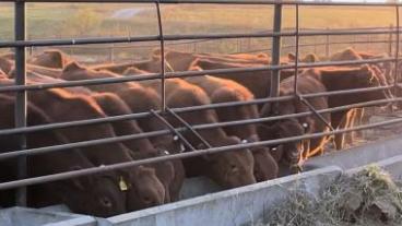 Beef cattle