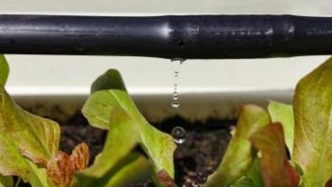 Water dripping onto plants from irrigation hose