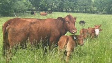 Cow and calf in a pasture