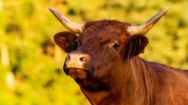 Brown Bull with Horns