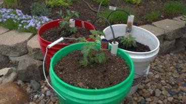 Plastic bucket containing soil with a plant growing in it.
