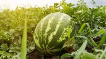 Watermelon laying in a patch of grass