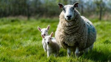 Two lambs next to an adult sheep in a field