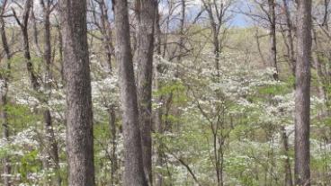 White Oak Trees growing in the woods.