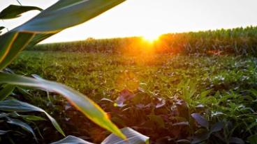 freshly cut crops with sunsetting