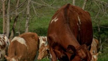 Several cows eating grass