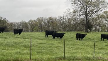 Black cows grazing in a fenced-in pasture