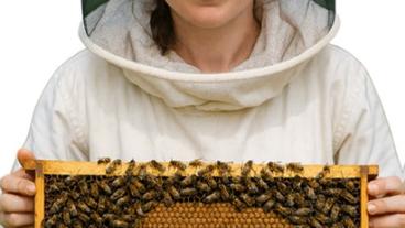 Beekeeper with shelve of bees