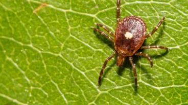 Spotted Tick crawling on a leaf