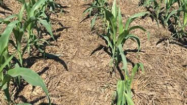 Corn sprouting up through soil.