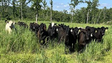 Cows in a field with trees behind them