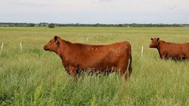A couple brown cows in a field.