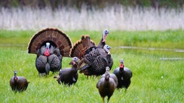 Wild turkeys in field