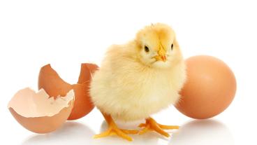 chick next to broken egg