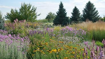 native plants and trees