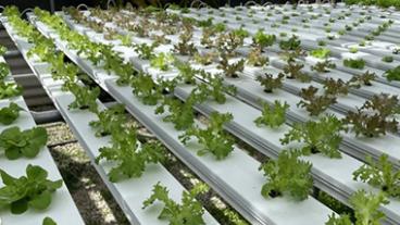 Crops growing in a greenhouse.