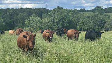 Cows grazing in field
