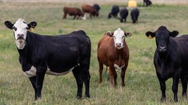 Cattle in a field.