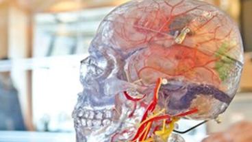 Clear plastic skeleton head showing brain and nerves inside the skull