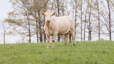 A cream colored cow in a field of grass.