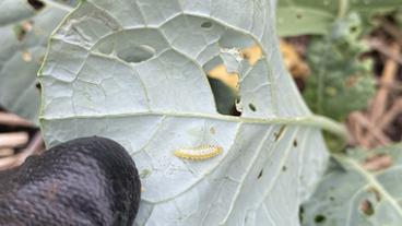 Pests on leaves