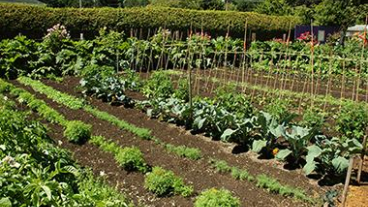 rows of plants in a garden