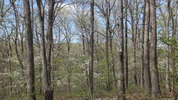 Stand of white oak trees with no leaves