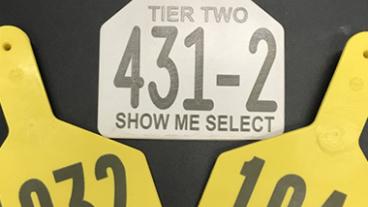 SMS tags for heifers